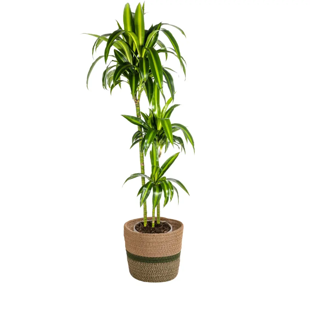 Dracaena Deremensis Hawaiian Sunshine met plantenmand