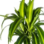 Dracaena Deremensis Hawaiian Sunshine met plantenmand — productfoto 2