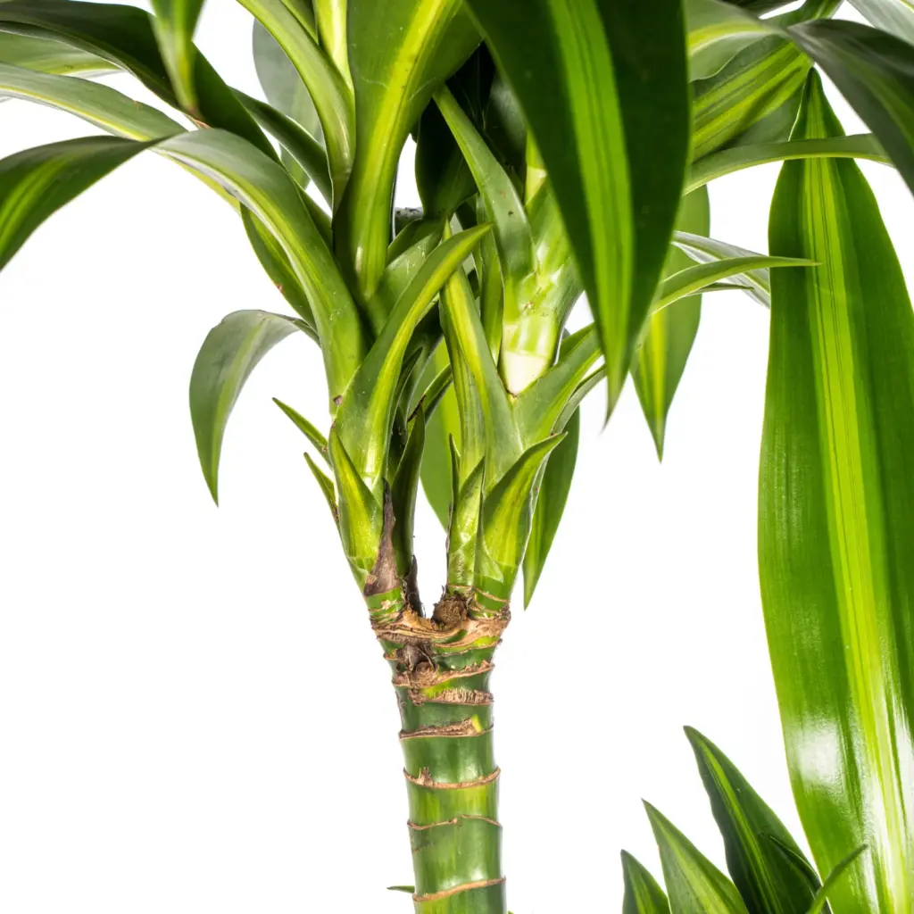 Dracaena Deremensis Hawaiian Sunshine met plantenmand — productfoto 3