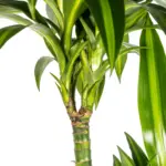 Dracaena Deremensis Hawaiian Sunshine met plantenmand — productfoto 3