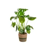 Monstera Deliciosa Tauerii kamerplant met plantenmand