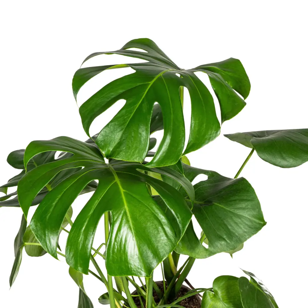 Monstera Deliciosa Tauerii kamerplant met plantenmand — productfoto 2