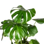 Monstera Deliciosa Tauerii kamerplant met plantenmand — productfoto 2