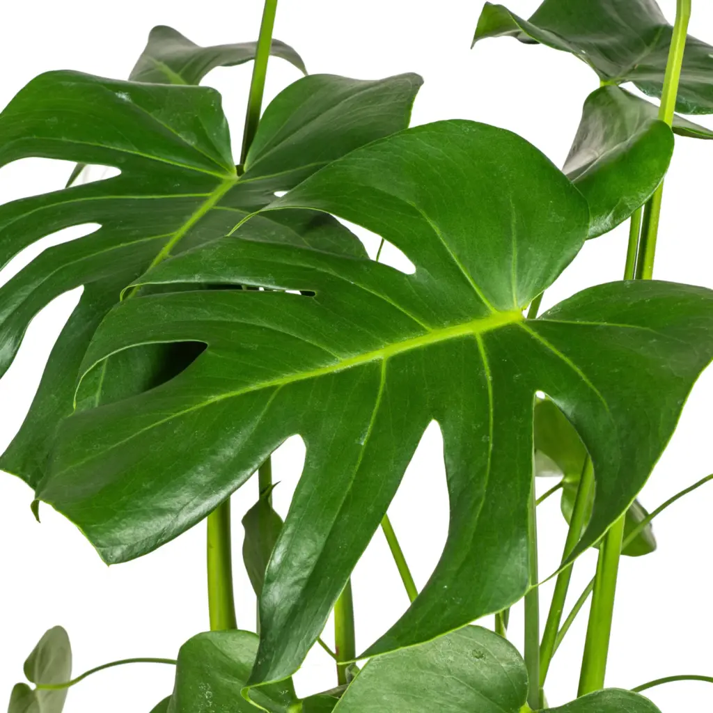 Monstera Deliciosa Tauerii kamerplant met plantenmand — productfoto 3