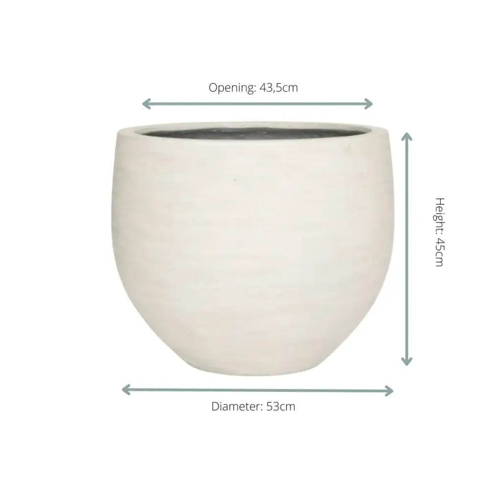 Jumbo Orb Ivory Washed sierpot rond - Hidalgo Plants Jumbo Orb Ivory Washed sierpot rond