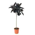 Ficus Elastica Abidjan op stam kamerplant - Hidalgo Plants Ficus Elastica Abidjan op stam – kamerplant