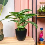 Calathea Zebrina kunstplant in zwarte pot — productfoto 2