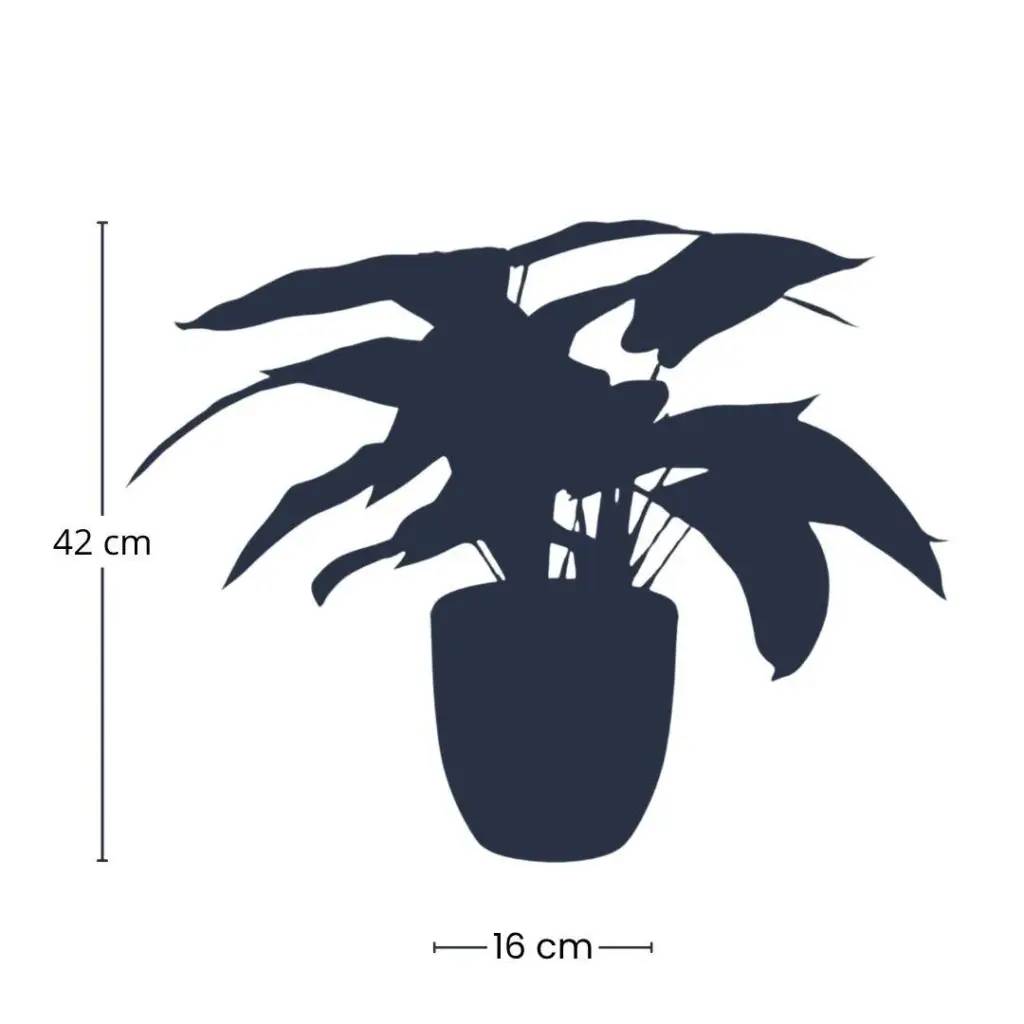 Calathea Zebrina kunstplant in zwarte pot — productfoto 3