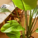 Strelitzia Nicolai kunstplant in zwarte pot — productfoto 2