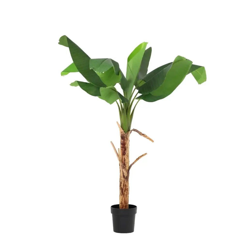 Musa Bananenplant kunstkamerplant