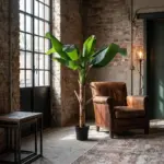 Musa Bananenplant kunstkamerplant