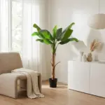 Musa Bananenplant kunstkamerplant
