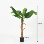 Musa Bananenplant kunstkamerplant