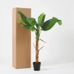 Musa Bananenplant kunstkamerplant