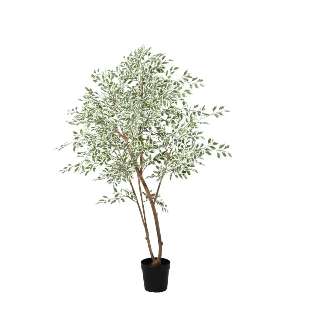 Ficus benjamina variegata kunstkamerplant