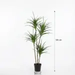 Dracaena kunstplant – grote kamerplant voor binnen