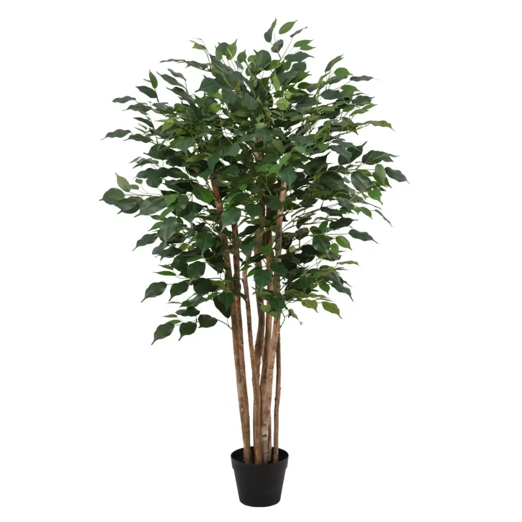 Ficus Benjamina kunstkamerplant – weeping fig