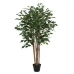 Ficus Benjamina kunstkamerplant – weeping fig