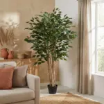 Ficus Benjamina kunstkamerplant – weeping fig