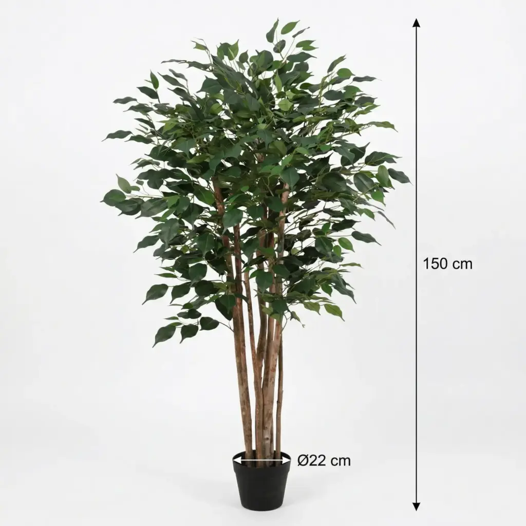 Ficus Benjamina kunstkamerplant – weeping fig