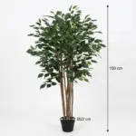 Ficus Benjamina kunstkamerplant – weeping fig