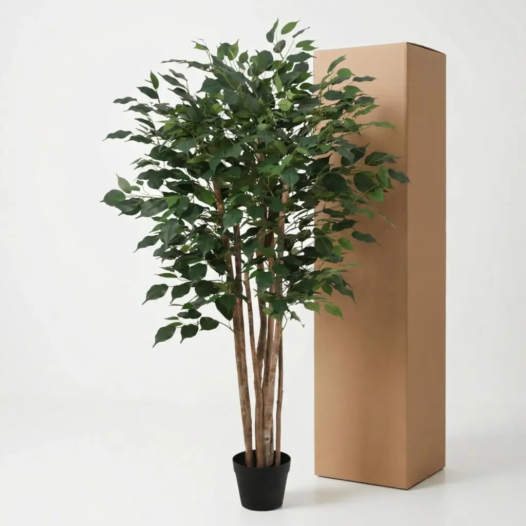 Ficus Benjamina kunstkamerplant – weeping fig