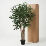 Ficus Benjamina kunstkamerplant – weeping fig
