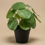 Pilea Kunstpflanze im schwarzen Topf 25 cm
