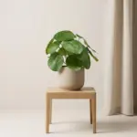 Pilea kunstplant als bush in zwarte pot — productfoto 2
