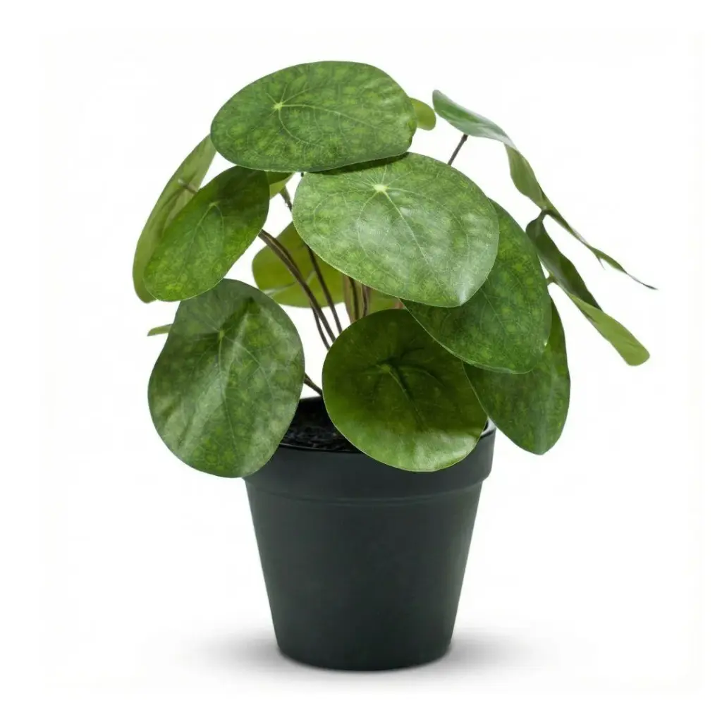 Pilea Kunstpflanze im schwarzen Topf 25 cm — Produktfoto 3