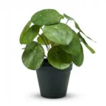 Pilea kunstplant als bush in zwarte pot — productfoto 3