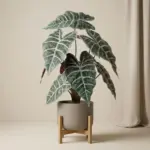 Alocasia bush kunstplant in pot