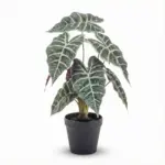 Alocasia bush kunstplant in pot — productfoto 2