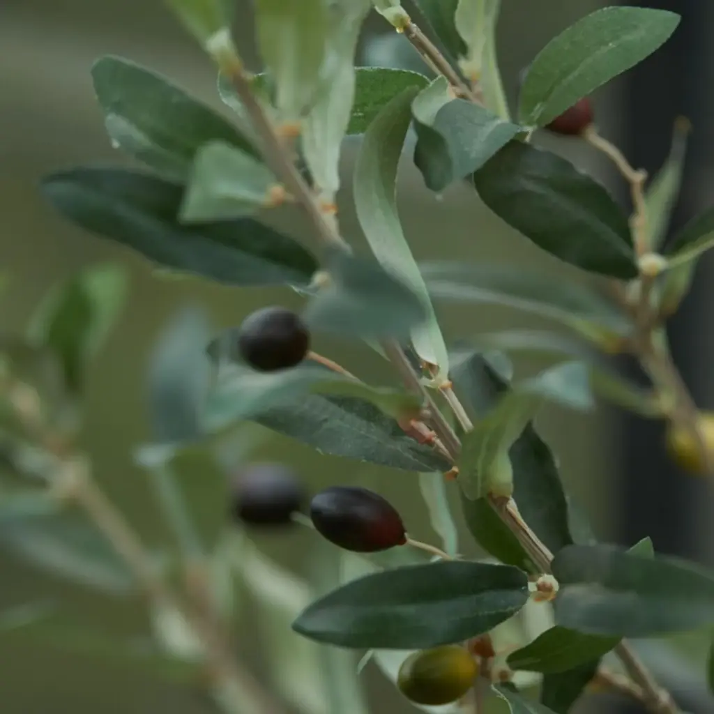 Olijfboom kunstplant in pot – mediterraanse stijl — productfoto 3
