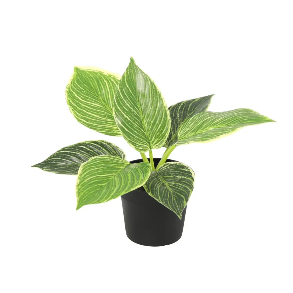 Philodendron Birkin kunstkamerplant