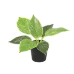 Philodendron Birkin kunstkamerplant
