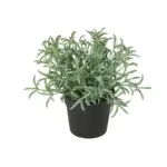 Helichrysum italicum kunstplant voor binnen