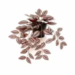 Tradescantia kunstplant voor binnen