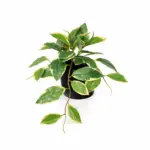 Hoya Variegata kunstplant – bonte kunstkamerplant