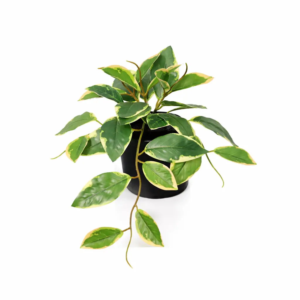 Hoya Variegata kunstplant – bonte kunstkamerplant