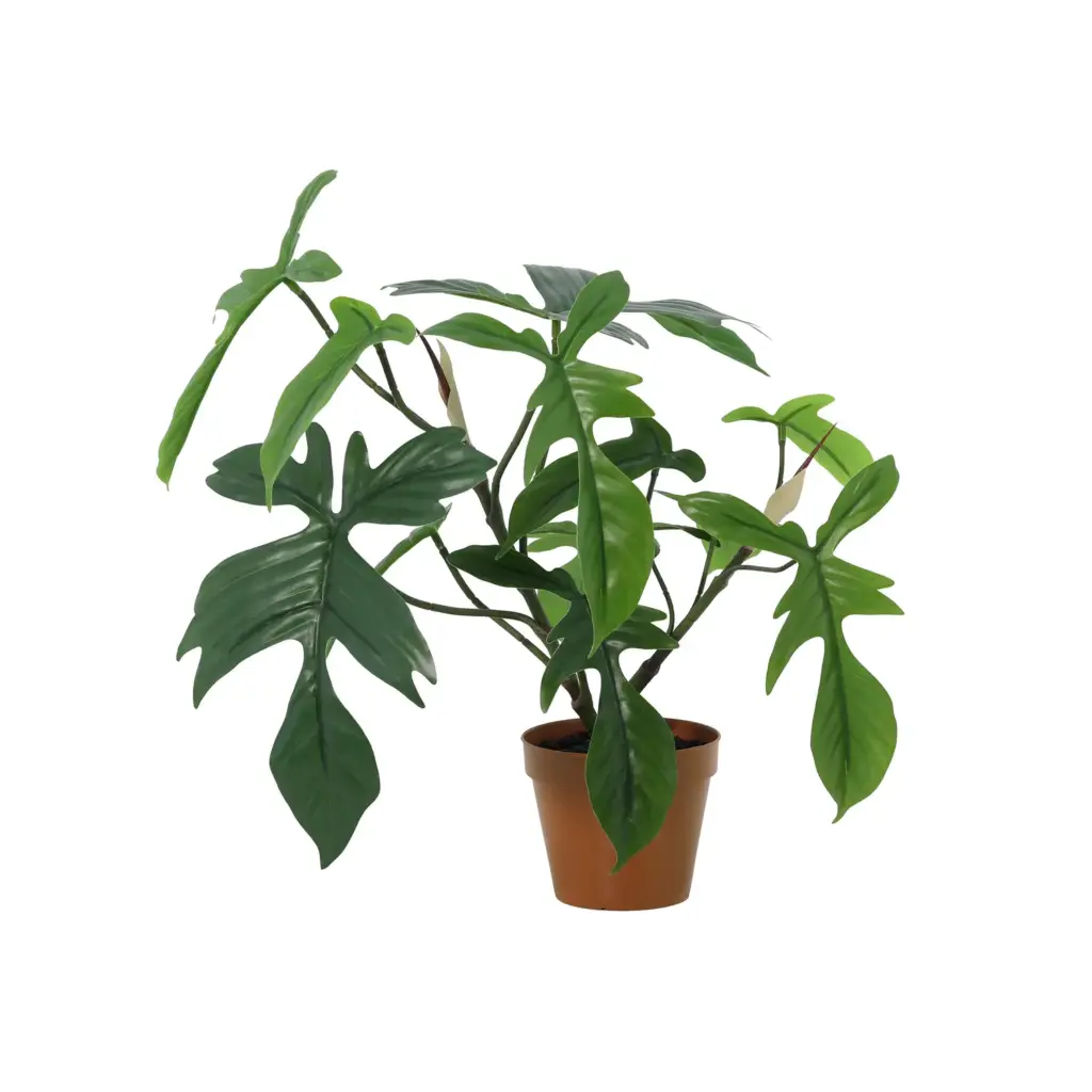Philodendron Florida kunstkamerplant