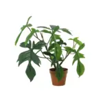 Philodendron Florida kunstkamerplant