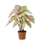 Caladium kunstplant wit-roze voor binnen