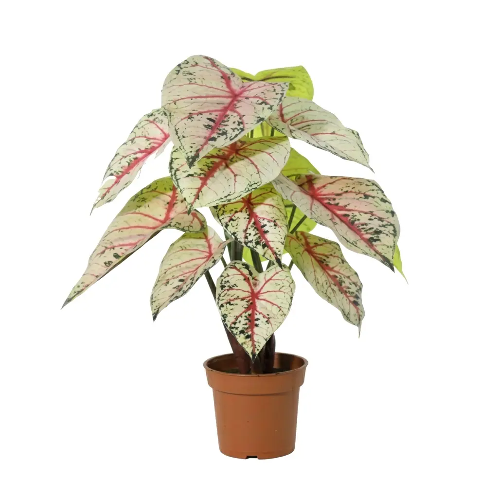 Caladium kunstplant wit-roze voor binnen
