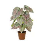 Caladium kunstplant groen-roze voor binnen