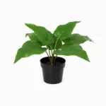 Philodendron Imperial Green kunstkamerplant
