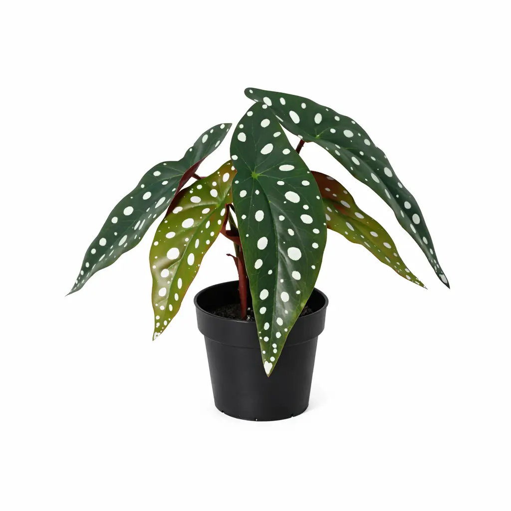 Begonia maculata kunstplant voor binnen
