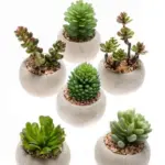 Kunst vetplanten in cementen pot – set van 6 — productfoto 3