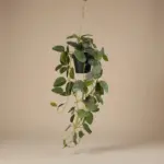 Fittonia kunsthangplant in pot