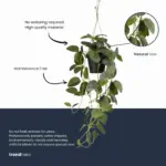 Fittonia kunsthangplant in pot — productfoto 3